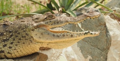 Parque de la Conservación